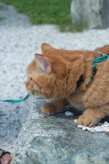 red cat on a walk