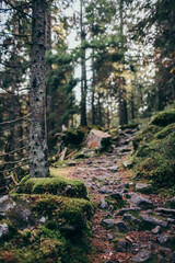 A large tree in a forest a mountain