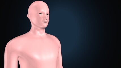 3d render of human body male anatomy.