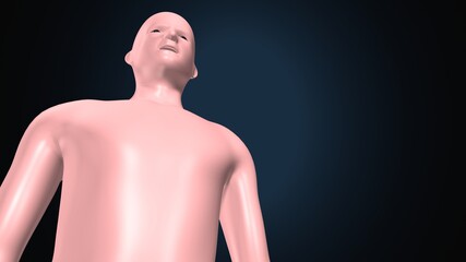 3d render of human body male anatomy.