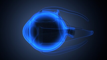 3d render of male human eye anatomy
