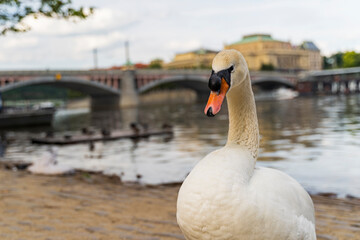 Prague. Image of Charles Bridge in Prague with couple of swans in the foreground.