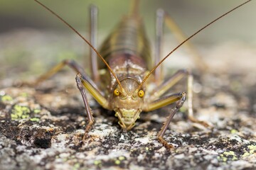 Ephippiger ephippiger, green and brown bush cricket on the rock