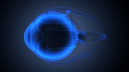 3d render of male human eye anatomy
