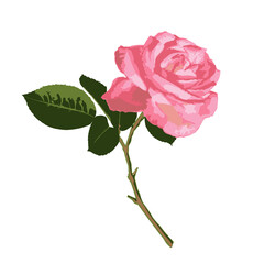 Vector illustration, pink rose.  Without a background, isolated