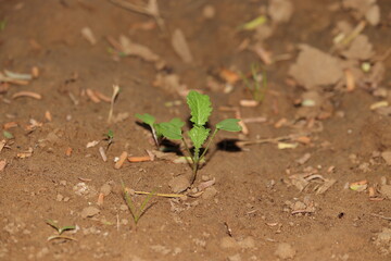 young small mustard plant growing in garden farm , india