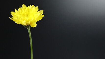  Beautiful Yellow Chrysanthemum Flower isolated on Black Background. Close up. Flower Photography