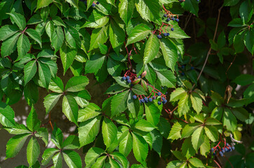 The wall is tightly braided with green wild grapes.