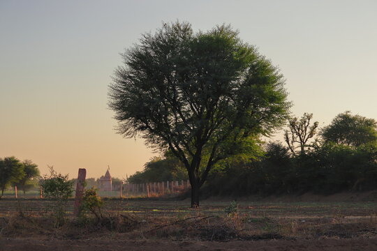 babul tree in the garden farm , india