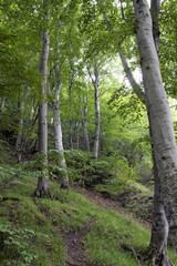 Rügener Kreideküste