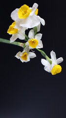 Beautiful daffodil Flower isolated on dark   Background. Close up. Flower Photography