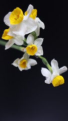 Naklejka na ściany i meble Beautiful daffodil Flower isolated on dark Background. Close up. Flower Photography