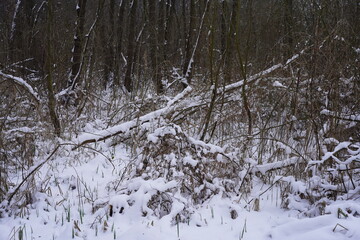Wilde wei&szlig;e Waldlandschaft im Spreewald in Deutschland