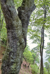 Rügener Kreideküste