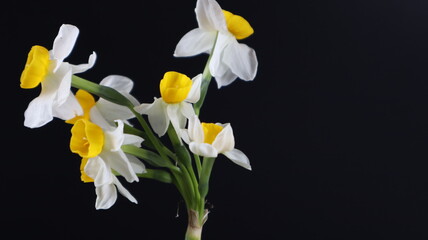 Beautiful daffodil Flower isolated on dark Background. Close up. Flower Photography