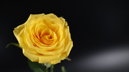 Beautiful Yellow Rose Flower isolated on dark   Background. Close up. Flower Photography