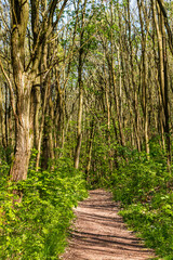 Obraz premium Karstwanderweg im Harz