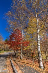 Fototapeta premium 長野県・秋の女神湖の風景
