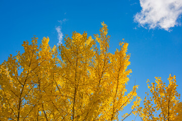 Fototapeta premium 黄色と空 秋の絵