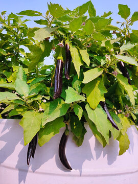 Organic Brinjals growing in terrace gardening. Home grown brinjals.