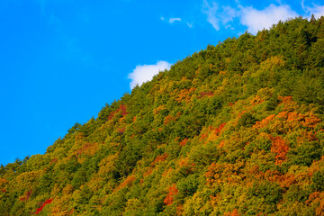 山肌の紅葉　山梨