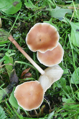 Collybia ocior, a toughshank mushroom from Finland with no common English name