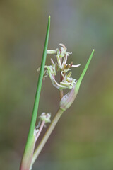 Scheuchzeria palustris, known as Rannoch-rush, Pod Grass or Rannoch Rush, wild bog plant from Finland