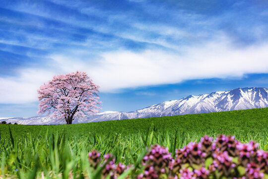 岩手県・雫石町 小岩井農場の一本桜と残雪の岩手山の風景