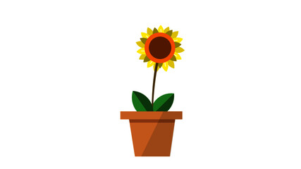 Sunflower in Pot
