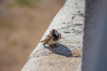 A mischievous sparrow sitting on the cornice of a house looks curiously at the viewer 