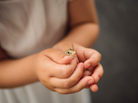 Holding a Cute Baby Quail