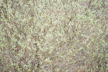 Spring gentle nature background. Soft green blooming willow catkins. Pussy-willow branches