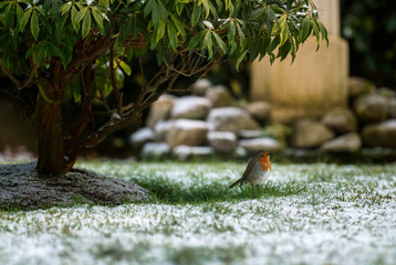 Robin under bush in Garden . 