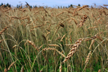 Field of golden ears of wheat