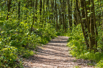 Obraz premium Karstwanderweg im Harz