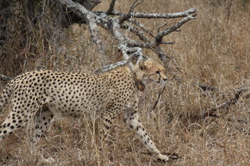 cheetah in the savannah