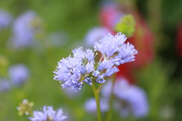 Pflanzen und Blüten Blumen in der Natur auf einer Blühwiese