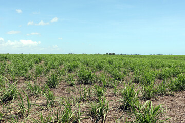 Fototapeta na wymiar Sugarcane plantation located in the state of Alagoas, Brazil. Its scientific name is Saccharum officinarum.