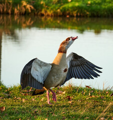 goose on the bank of the river