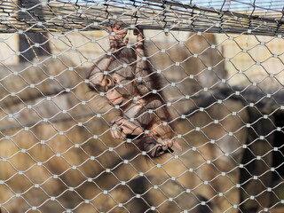 baby orangutan © Jaime