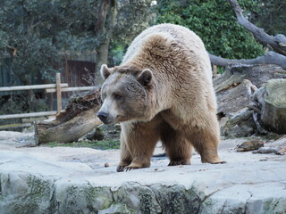 Brown bear Madrid Zoo