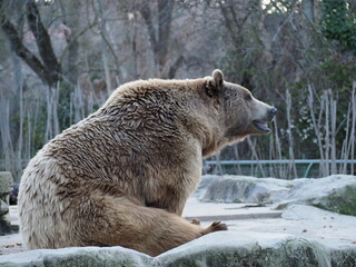 Brown bear sitting Madrid Zoo