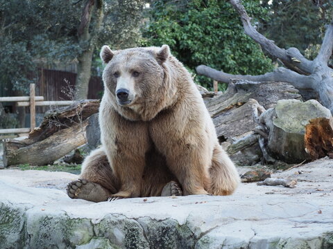 Brown Bear Marid Zoo