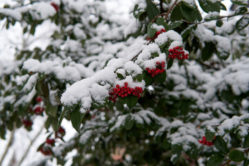 snow covered branches