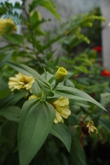 yellow zinnia with leaves