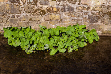 Impressionen aus Stolberg im Harz
