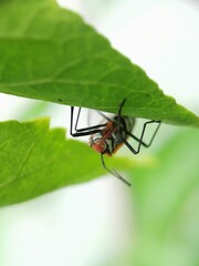 Close-up portrait or small bug resting on a leaf