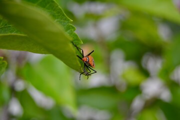 Close-up portrait or small bug resting on a leaf