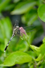 Close-up portrait of a dragonfly perched on a flower bud