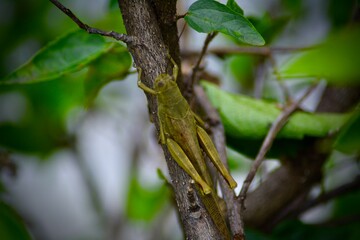 Close-up portrait of grasshopper resting on a plant tree